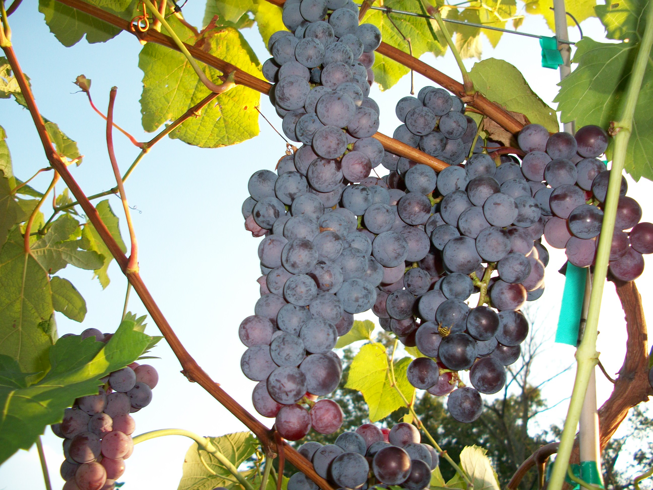 steuben grapes from grateful goat vineyard and winery