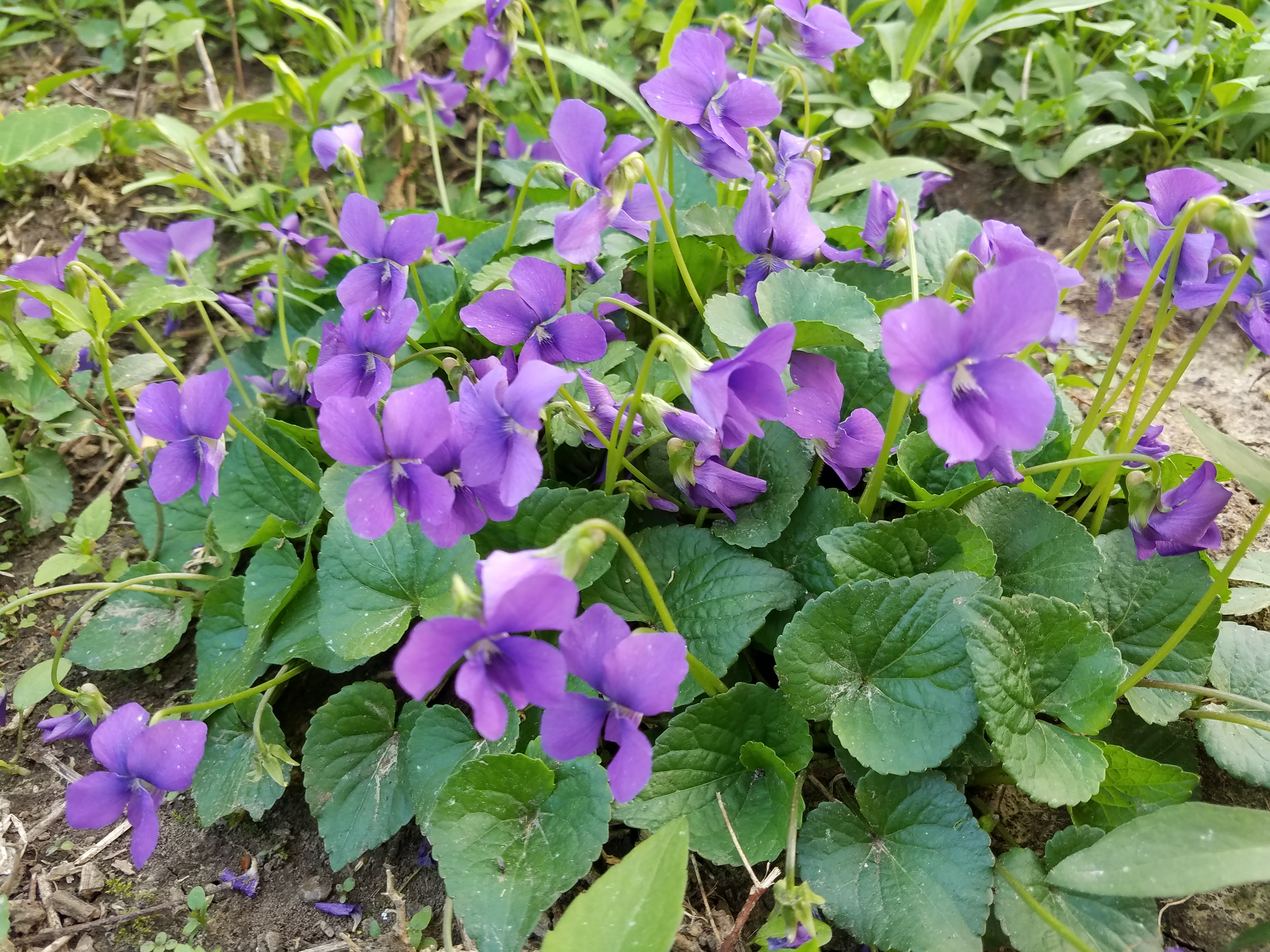 violets louisville kentucky cherokee triangle near cave hill cemetary muhammad ali burial site